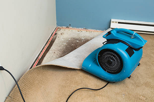 Best 24/7 water damage repair  in Warren, IN